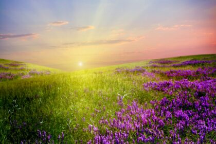 campo-de-la-lavanda-la-luz-del-sol-y-del-cielo-wallpapers_44688_1920x1200