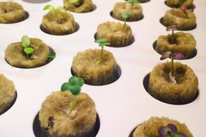 germinador